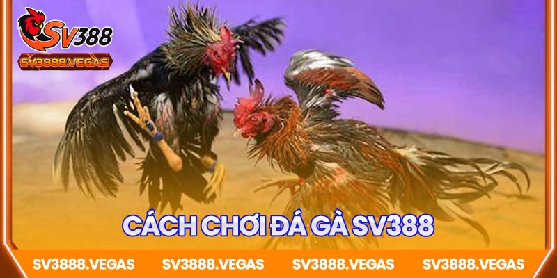 Cách Chơi Đá Gà SV388 Chi Tiết Và Dễ Hiểu Nhất Cho Người Mới