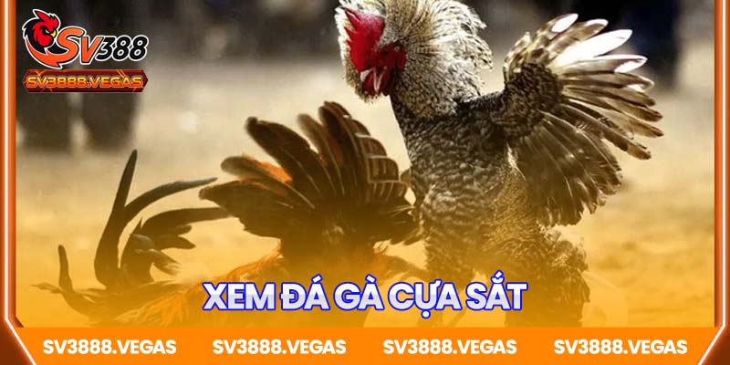 Xem Đá Gà Cựa Sắt – Cuồng Nhiệt Từng Pha Ra Đòn Chuẩn Xác